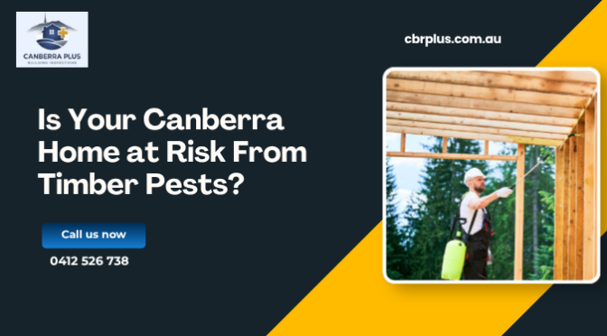 Is Your Canberra Home at Risk From Timber Pests?
